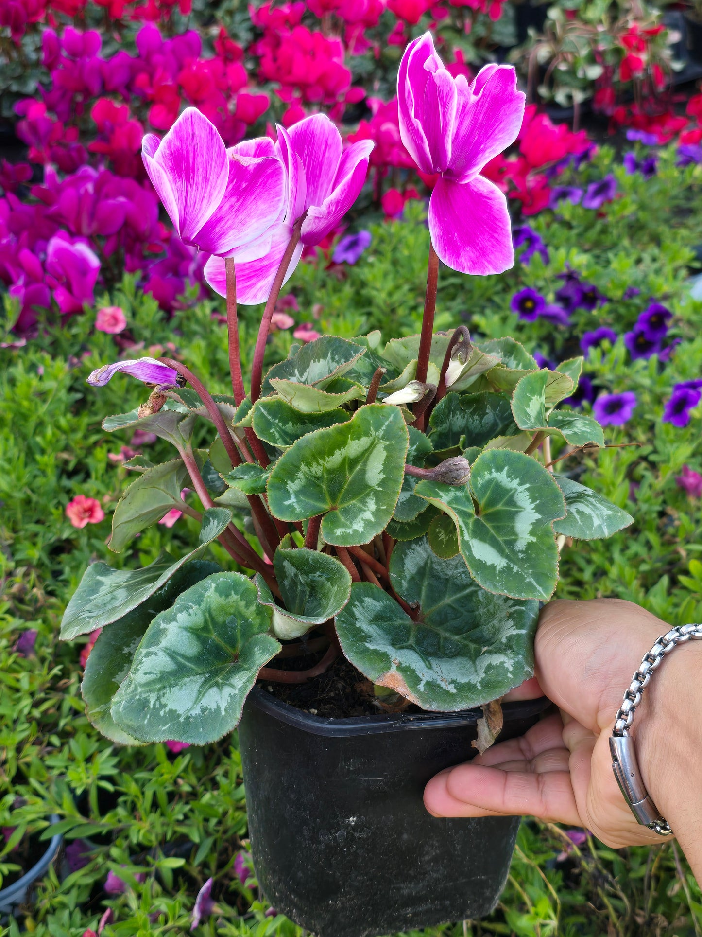 Cyclamen Pink White Rim, Christmas gifts in 5 inch pot Winter Flowers- Get Similar