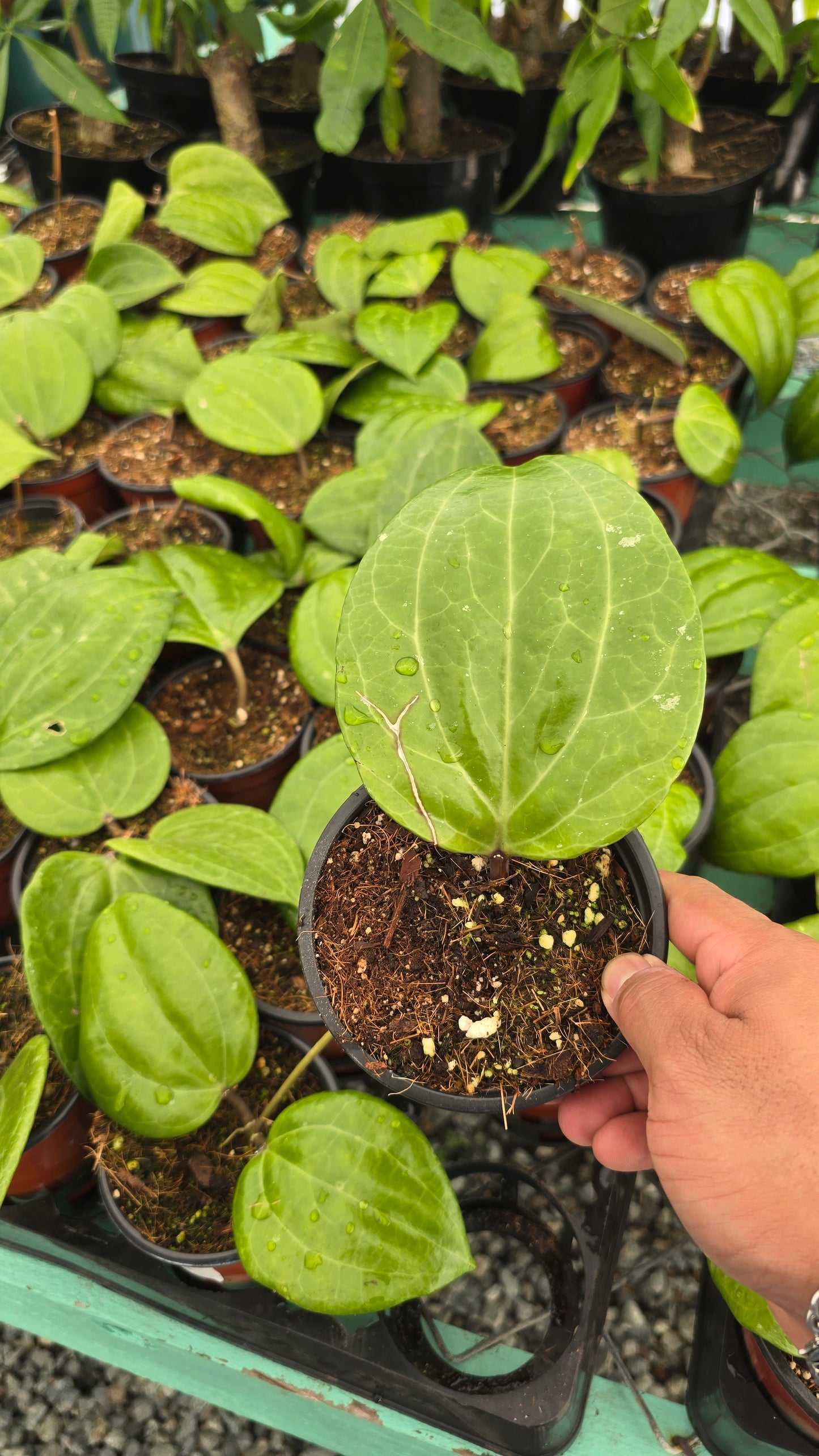 Hoya Sarawak, aka Hoya latifolia 'Sarawak' 2-3 leaves - Rare, get Similar in 4 inch pot