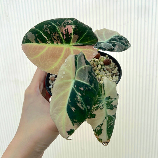 Alocasia 'Black Velvet' Variegated Rare Plant- Get Similar, roots in moss