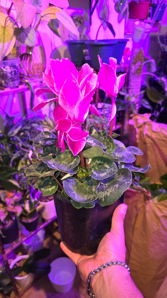 Cyclamen Pink White Rim, Christmas gifts in 5 inch pot Winter Flowers- Get Similar