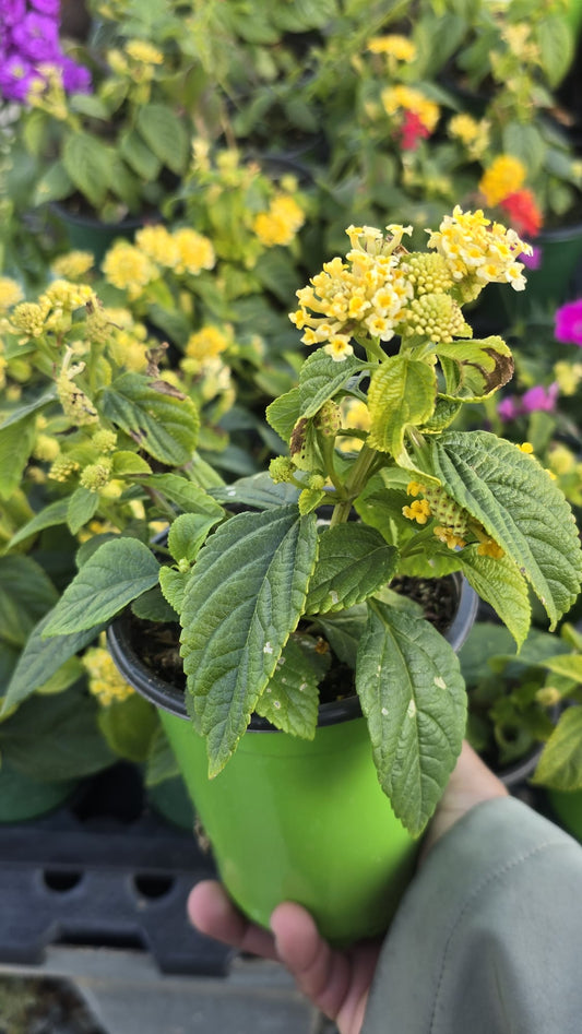 Yellow West Indian Lantana in 5 inch pot