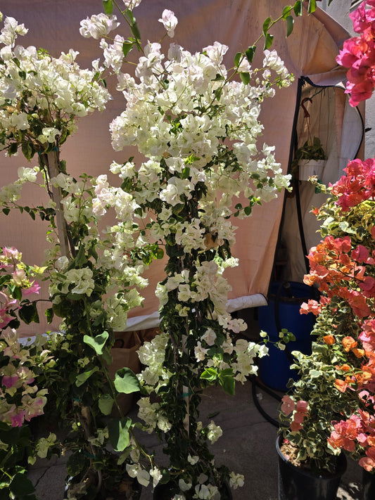 Bougainvillea White Veraa in pole 4 feet tall 5 gallon pot
