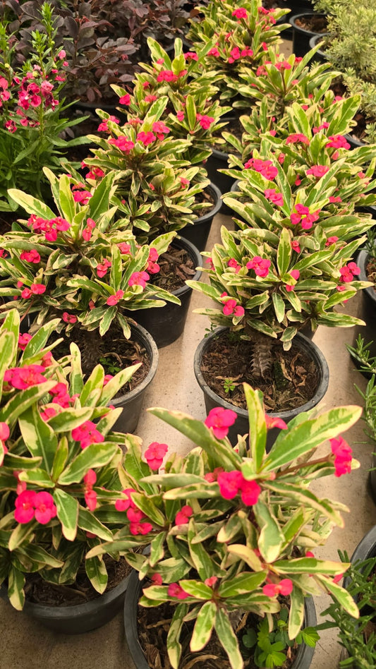 Euphorbia milii Crown-of-thorns variegated red flower root in moss