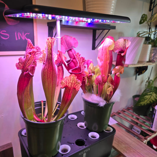 Sarracenia oreophila in 5 inch pot carnivorous plant