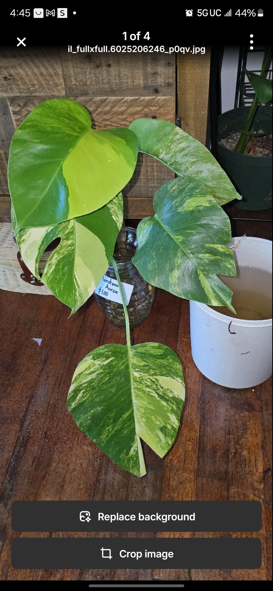 (UG-05)Root in moss 4+ leaves- Monstera Delisiosa 'Aurea' Variegated Rare Plant- Get Similar to the picture