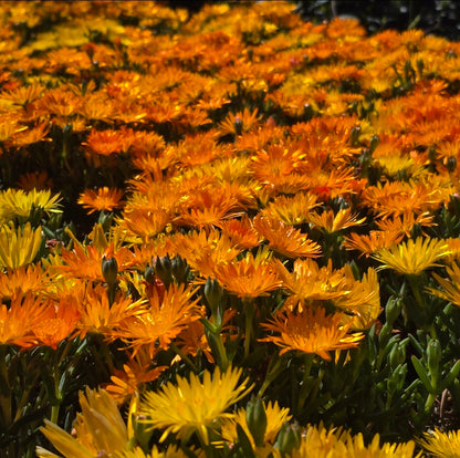Orange Lampranthus spectabilis AKA trailing ice plant. 6 pack 2inch pots