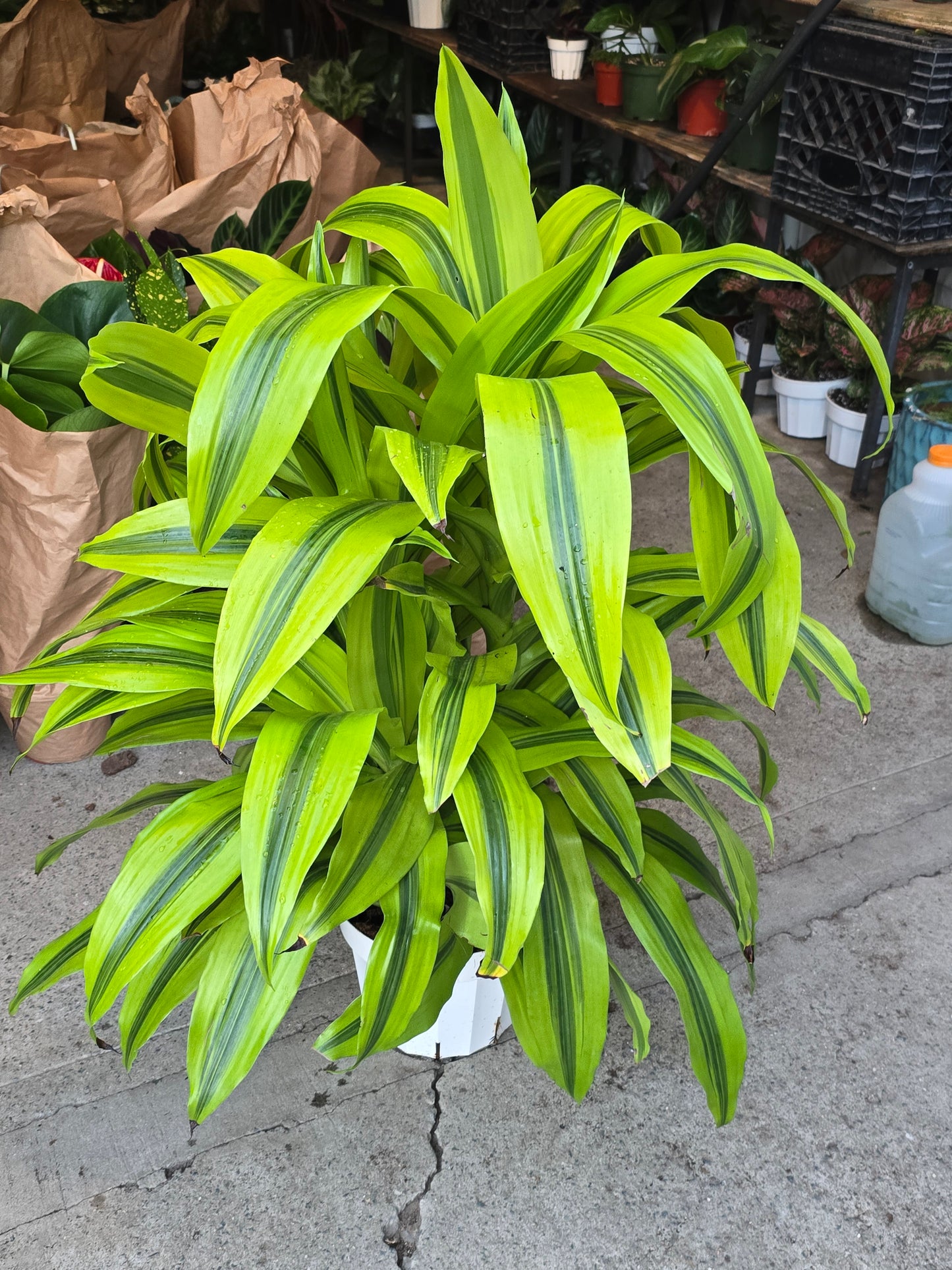 Gold Dracaena (Dracaena sanderiana ‘Gold’) Elegant Indoor in inch Pot - 3+ ft - Get Similar