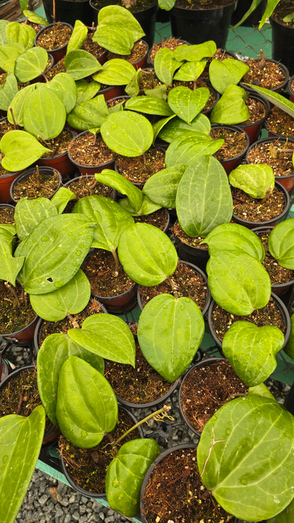 Hoya Sarawak, aka Hoya latifolia 'Sarawak' 2-3 leaves - Rare, get Similar in 4 inch pot