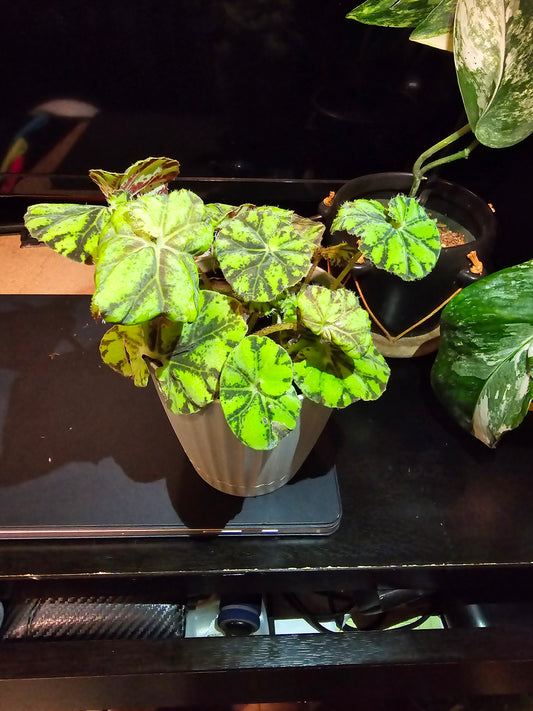 4 inch Pot, Exact Plant -Begonia Tiger Kitten Paws, cute plant easy care indoor- picture taken Sep 22, 2024 (#2)