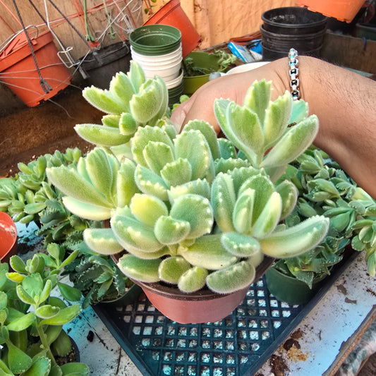 Cotyledon tomentosa Variegated in 4 inch pot succulent easy care