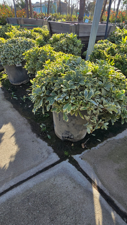 Pittosporum tobira 'Cream de Mint' 5 gallon pot - Get similar