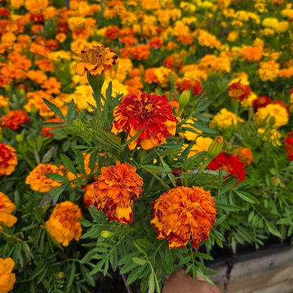 African Marigolds Orange 6 pot of 4" set (Tagetes erecta) – Bold, Long-Blooming Garden Flower