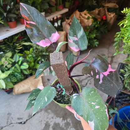 Philodendron 'Pink Princess Marble King' 6 inch pot Variegated Rare Plant- Get Similar