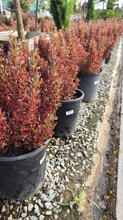 Coprosma repens 'Pacific Sunset' on 5 gallon pot - Get similar