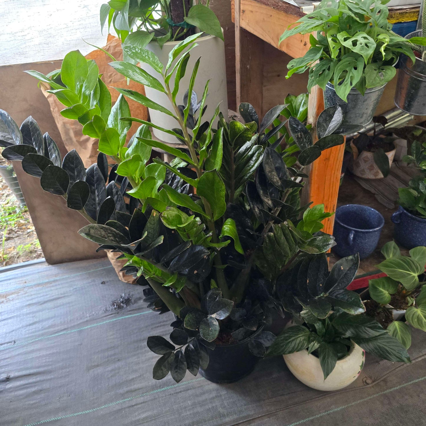 XL Black ZZ in 3 gallon pot 2.5-3 feet tall