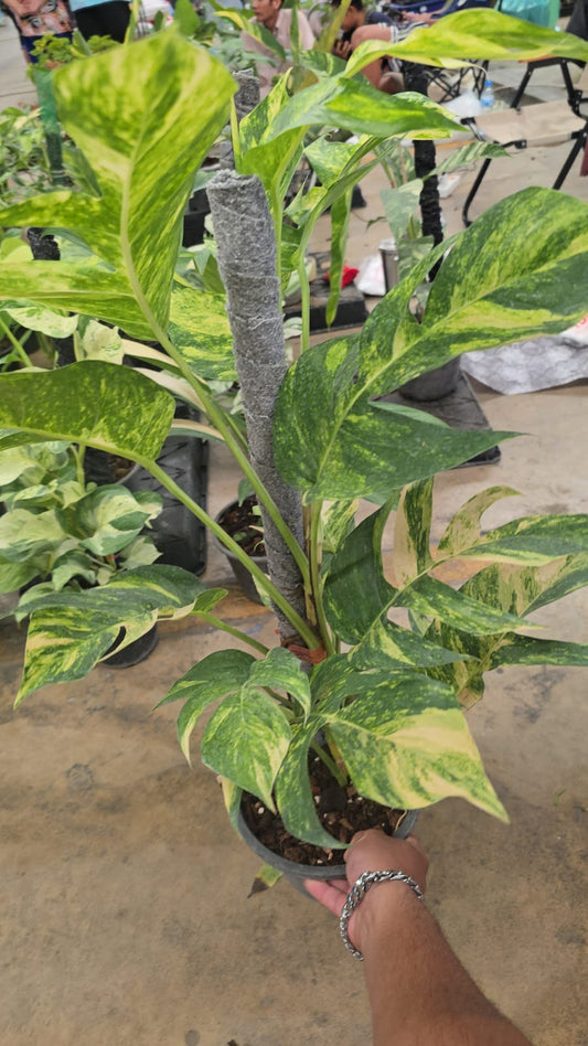 Epipremnum Flame Aurea root in moss 6+ leaves big plant