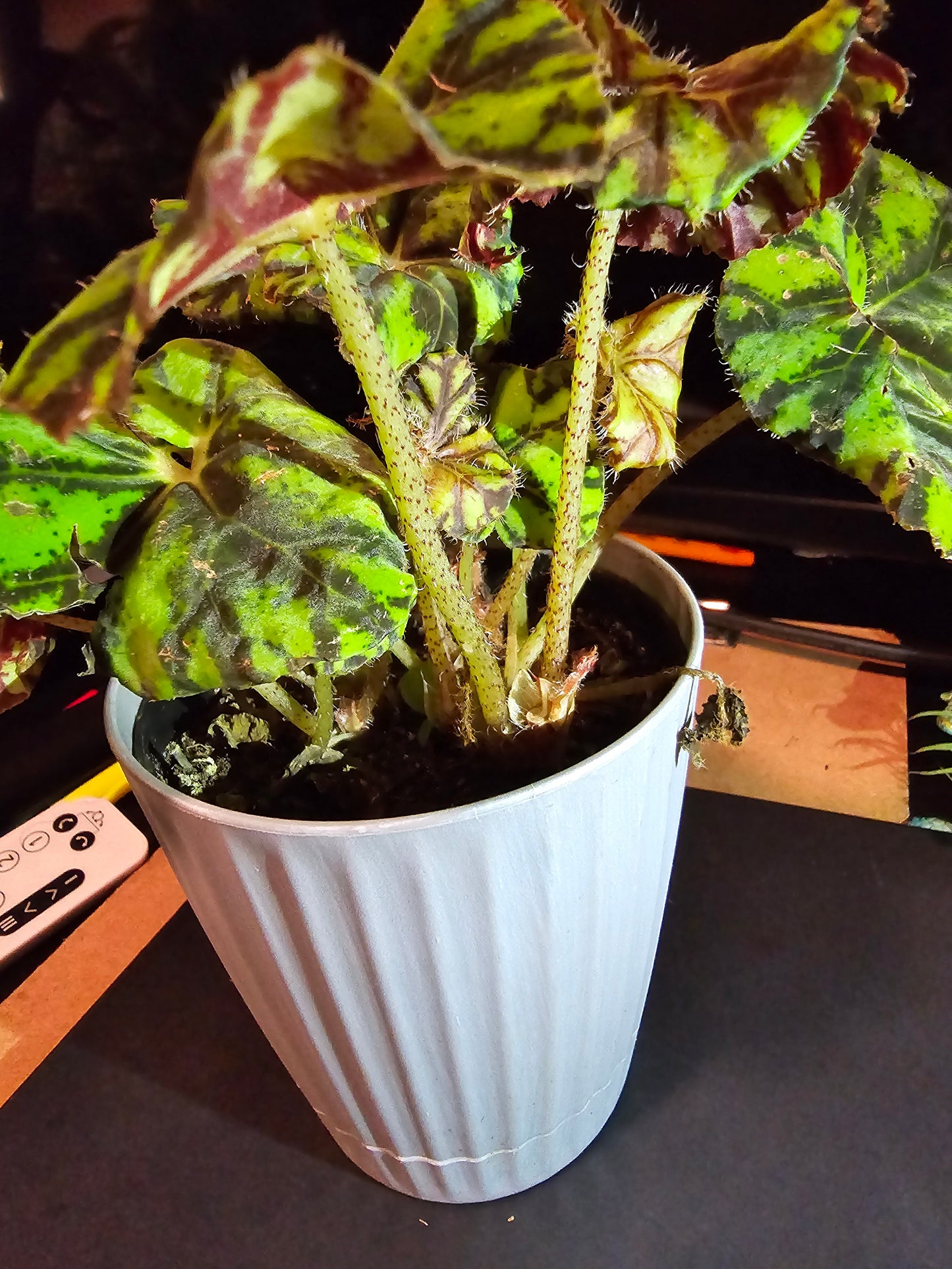 4 inch Pot, Exact Plant -Begonia Tiger Kitten Paws, cute plant easy care indoor- picture taken Sep 22, 2024