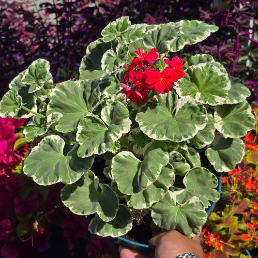 Geranium Variegated Red Flower in 6 inch pot