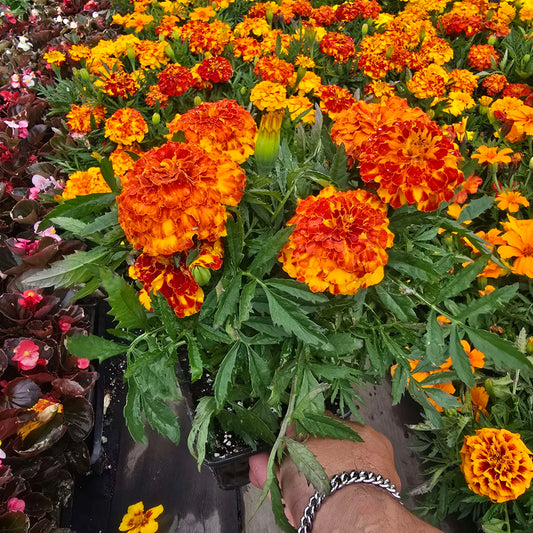 African Marigolds Orange 6 pot of 4" set (Tagetes erecta) – Bold, Long-Blooming Garden Flower