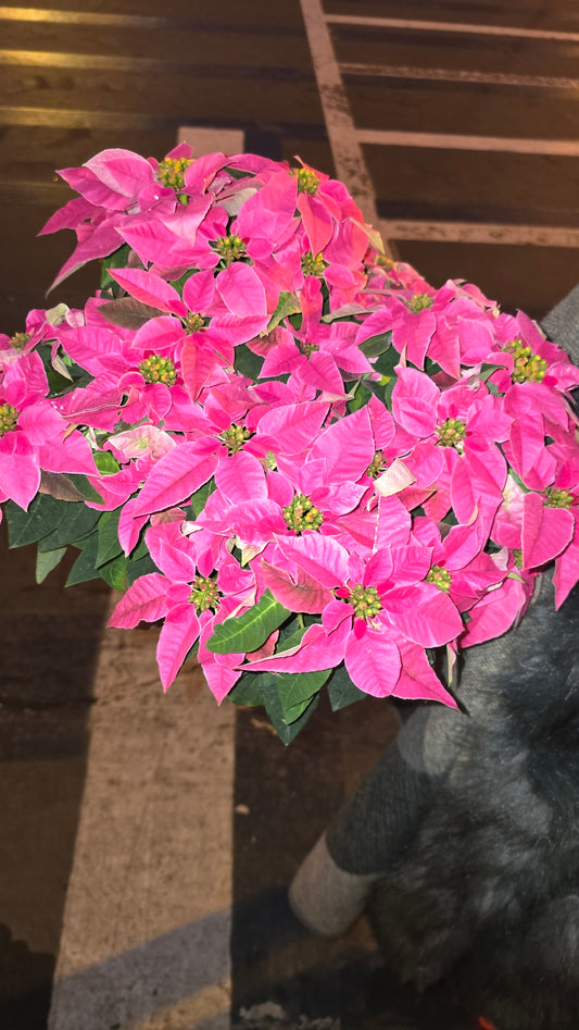 Noche buena XL Poinsettia Pink, Christmas gifts in 8 inch pot- Get Similar