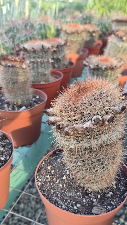 Mammillaria marcosii cactus in 6 inch pot