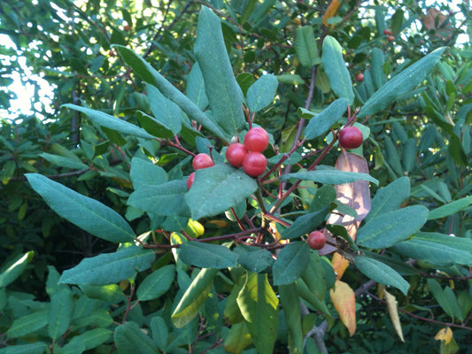 Coffeeberry Frangula Californica in 5 gallon pot