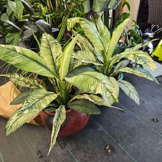 Peace Lily white Variegated in 8 inch pot