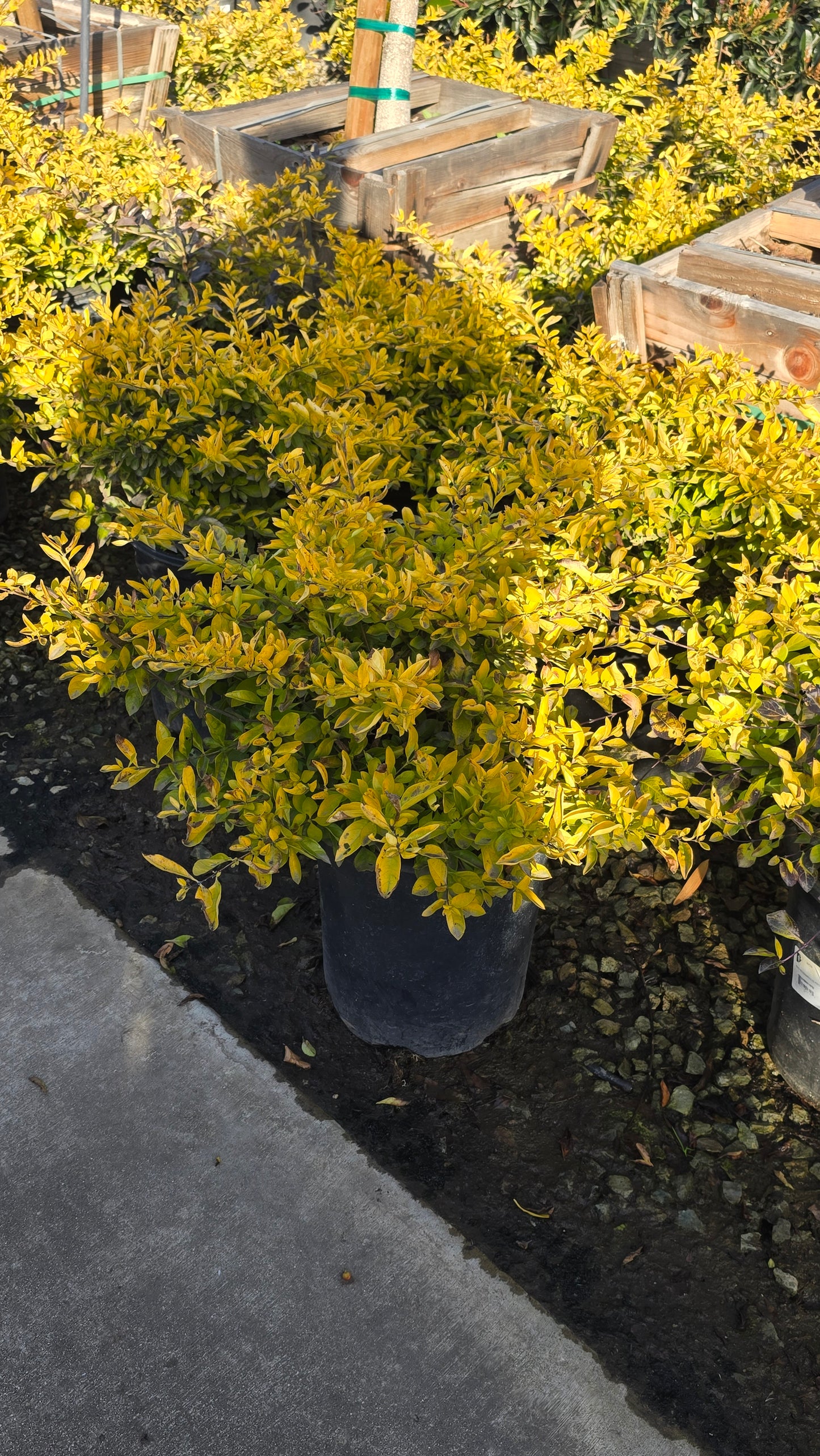 Duranta erecta 'Golden'in 5 gallon pot - Get similar