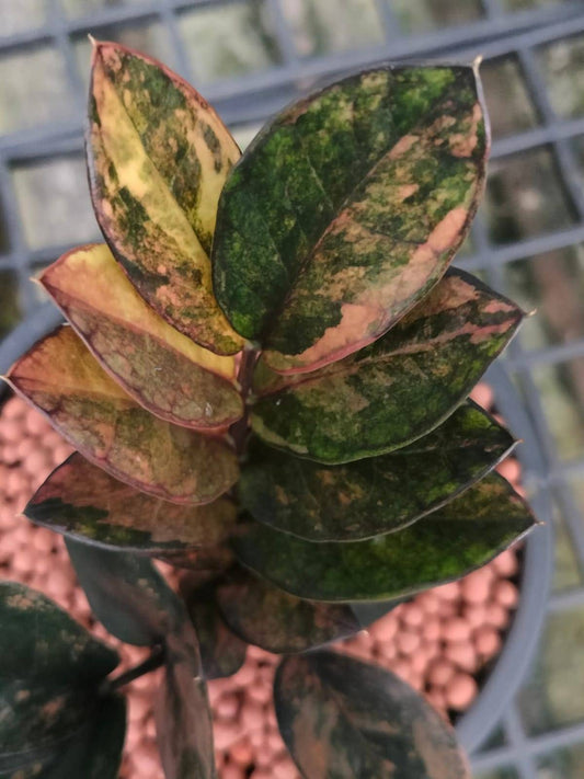 Black ZZ Yellow Variegated 8+ leaves AA grade