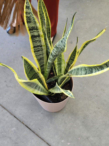 Dracaena trifasciata, also known as the snake plant in 8 inch pot