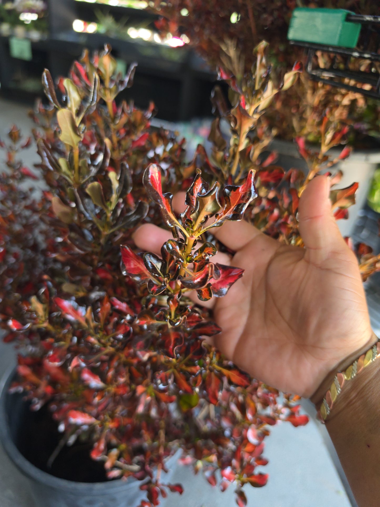 Coprosma 'Scarlet O'Hara' in 5 Gallon