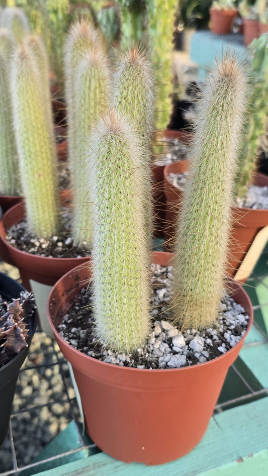Cleistocactus strausii Cactus in 6 inch pot