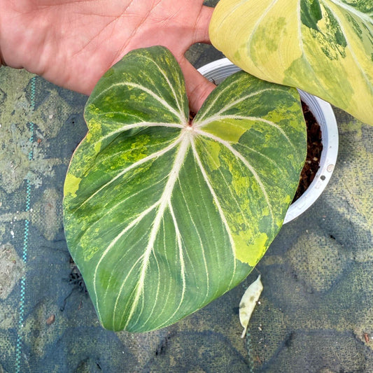Glorosium Variegated Roots in Moss - Rare, get Similar