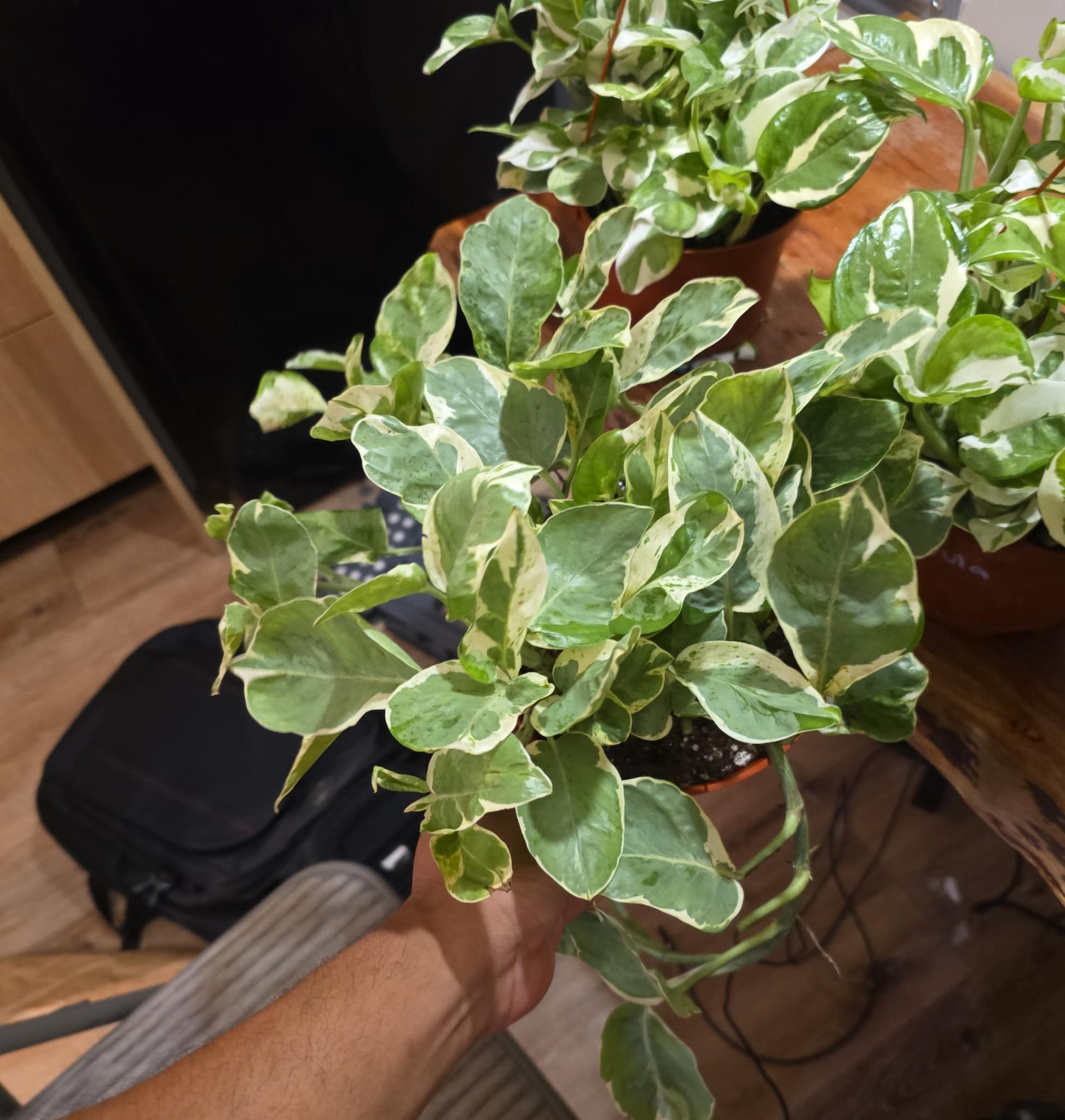 pothos 6 inch Pearls N Jade in 6 inch pot, rare find easy care pothos