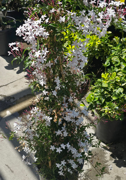 White Jasmine aromatic Jasminum polyanthum on a pole 4 feet tall 5 gallon pot