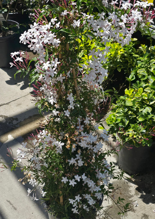 White Jasmine aromatic Jasminum polyanthum on a pole 4 feet tall 5 gallon pot