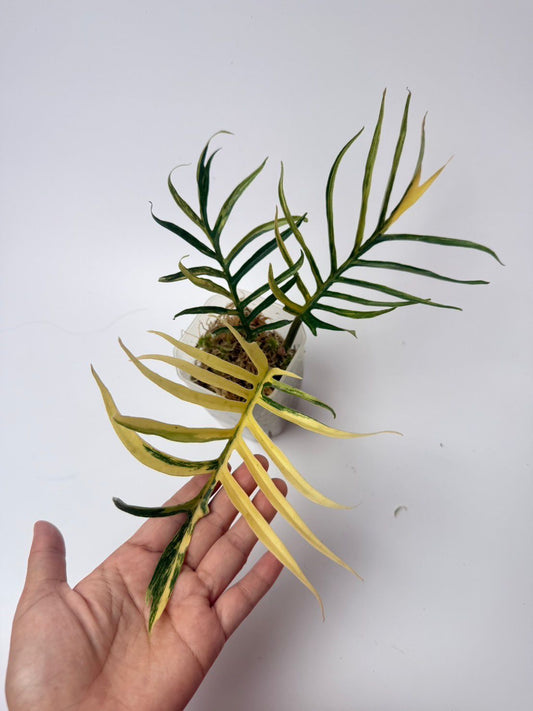 Tortum Aurea Variegated Philodendron full grown plant Roots in Moss - Rare, get Similar