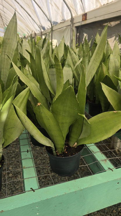 Moonshine Snake plant Dracaena trifasciata in 6 inch pot