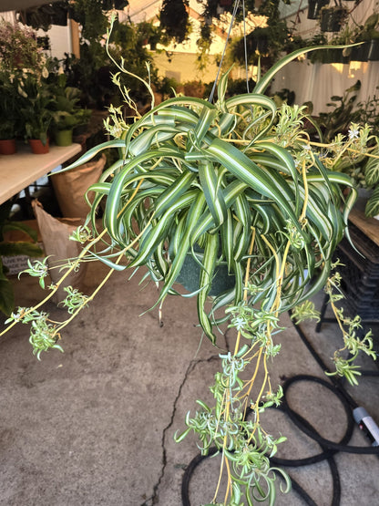 Curly spider plant hanging basket 6 inch pot Easy care