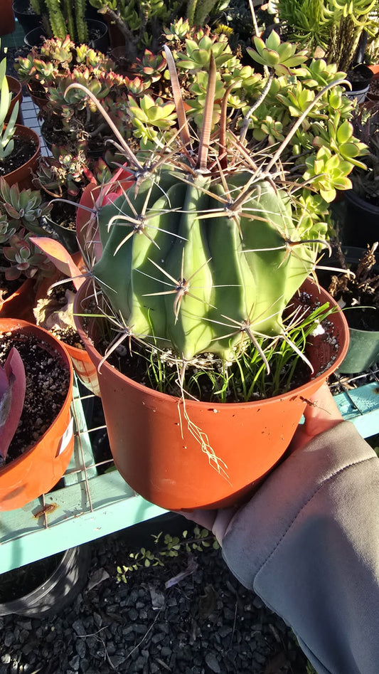 Ferocactus emoryi cactus in 6 inch pot full sun