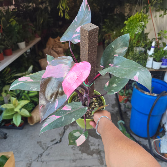 Philodendron 'Pink Princess Marble King' 6 inch pot Variegated Rare Plant- Get Similar