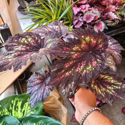 Etna Begonia Rex in 6 inch pot