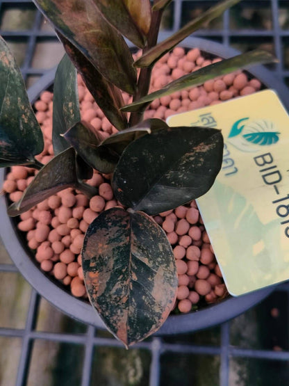 Black ZZ Yellow Variegated 8+ leaves AA grade
