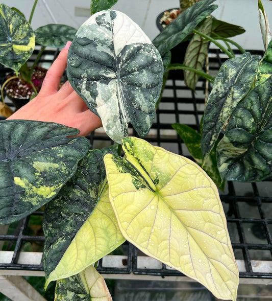 Alocasia 'Dragon Scale' Variegated Rare Plant- Get Similar, 4 leaves +