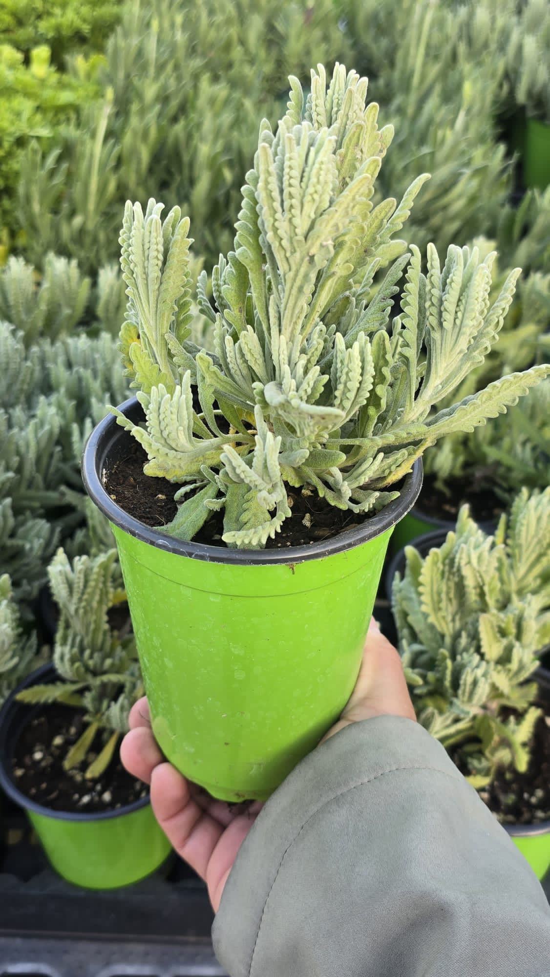 French lavender in 5 inch pot aromatic plant