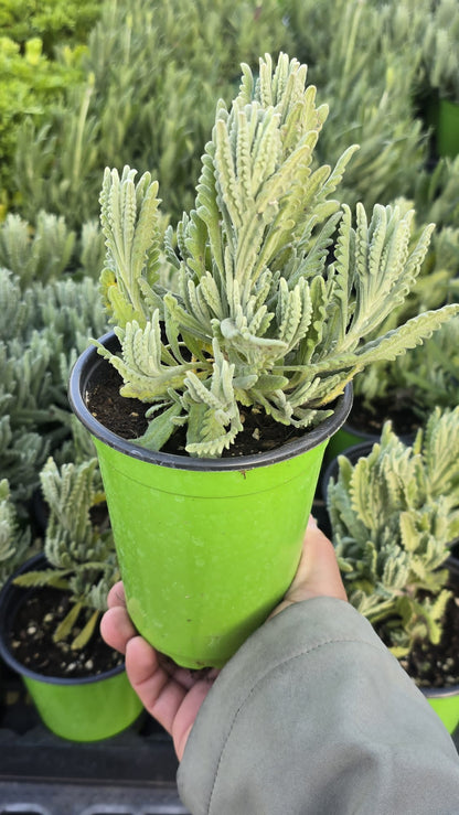 French lavender in 5 inch pot aromatic plant