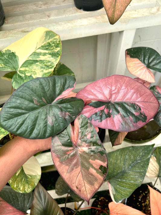 Alocasia 'Serendipity' small (7-12" size) Variegated Rare Plant Roots in moss