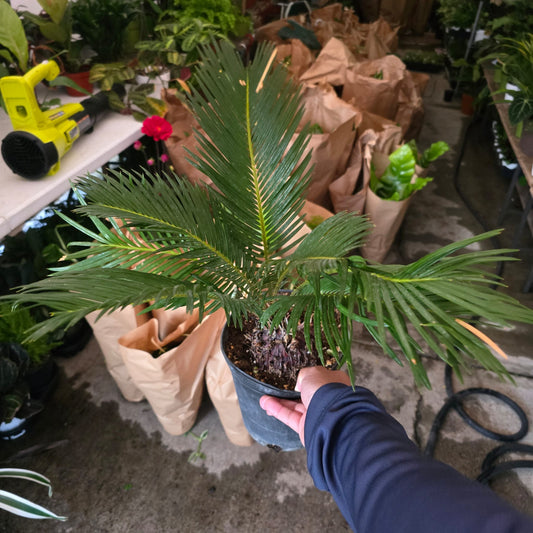 Sago palm tree mini in 1 gallon pot