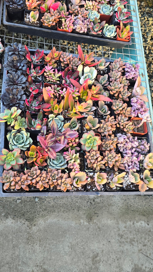 Bundles succulents 2 inch pot mix