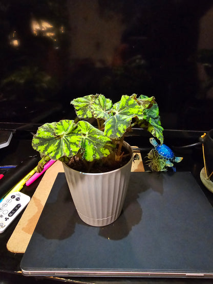 4 inch Pot, Exact Plant -Begonia Tiger Kitten Paws, cute plant easy care indoor- picture taken Sep 22, 2024